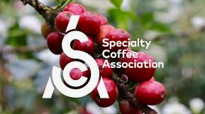 Cosa e la SCA Specialty Coffee Association?