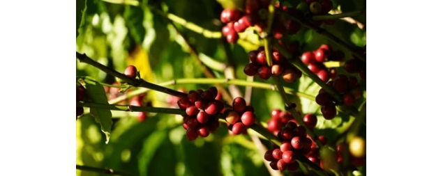 Vendita specialty coffee Genova cesto raccolta